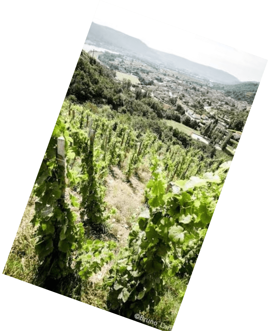 Vinification